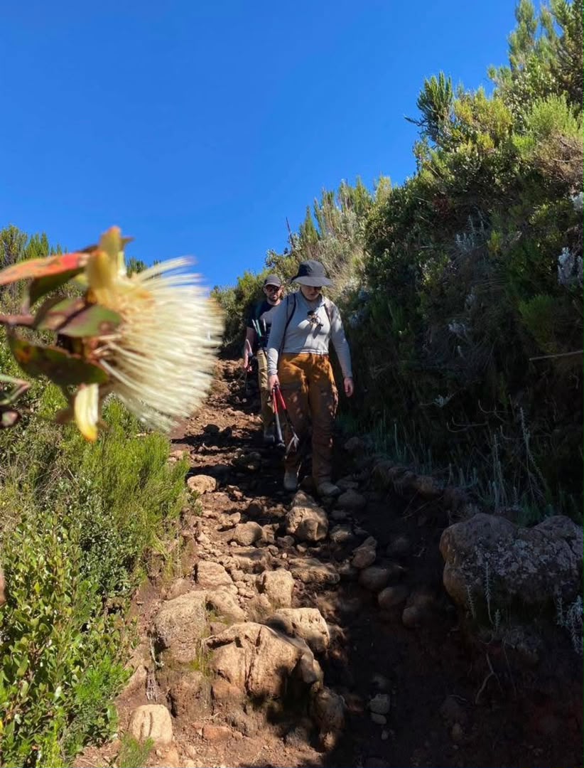 Tourists ascending the Kilimanjaro trail with Dyna Kilimanjaro Safari guides